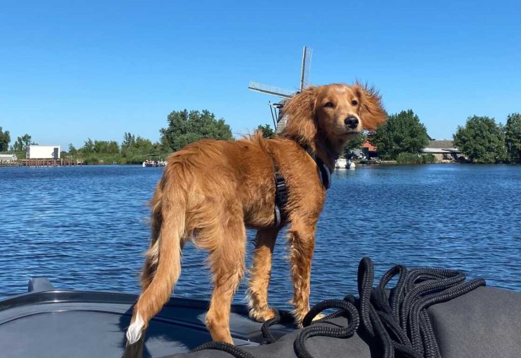 Labradoodle – een vriendelijke, hypoallergene en intelligente hond.