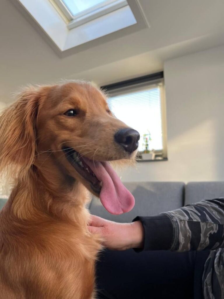 Labradoodle ter dekking met hypoallergene vacht en vriendelijk karakter, klaar voor een succesvolle dekking.