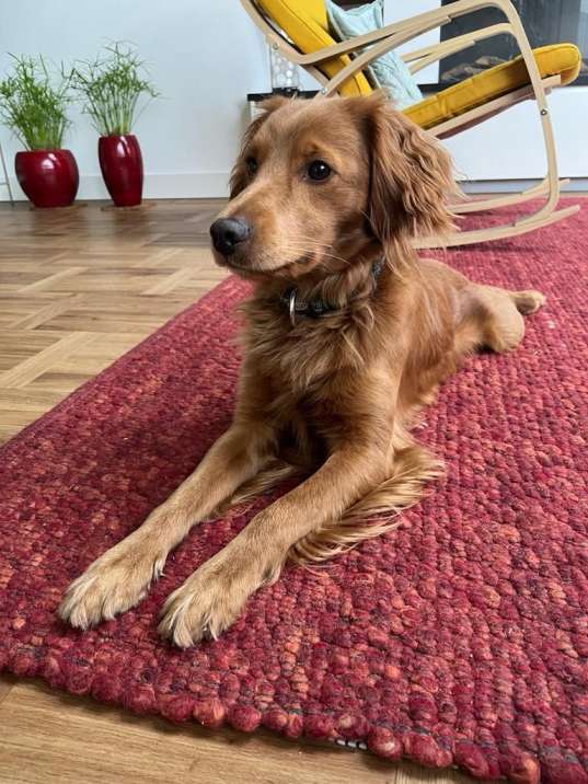 Labradoodle dekreuen met hypoallergene vacht en vriendelijk karakter, klaar voor dekking aan huis.