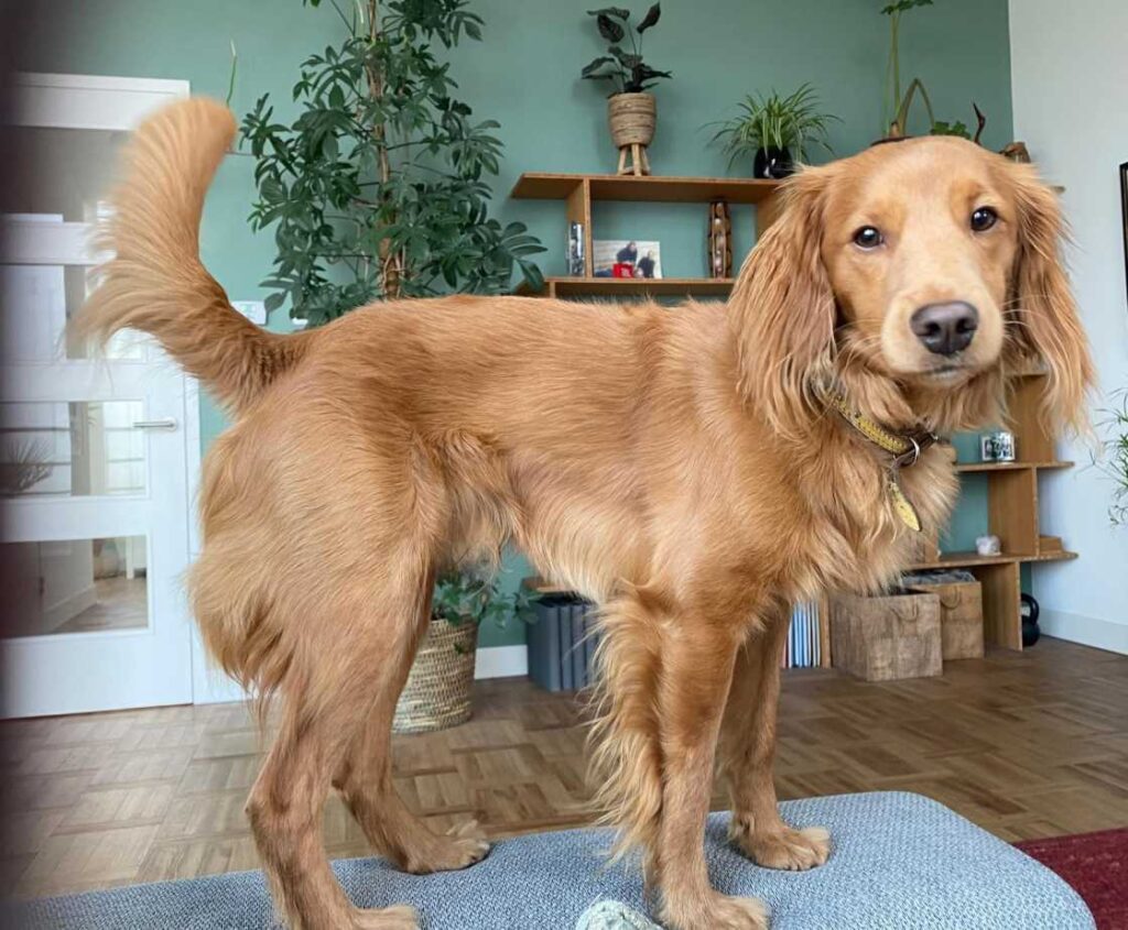 Labradoodle dekreu aan huis met hypoallergene vacht en vriendelijk karakter, klaar voor een stressvrije dekking.