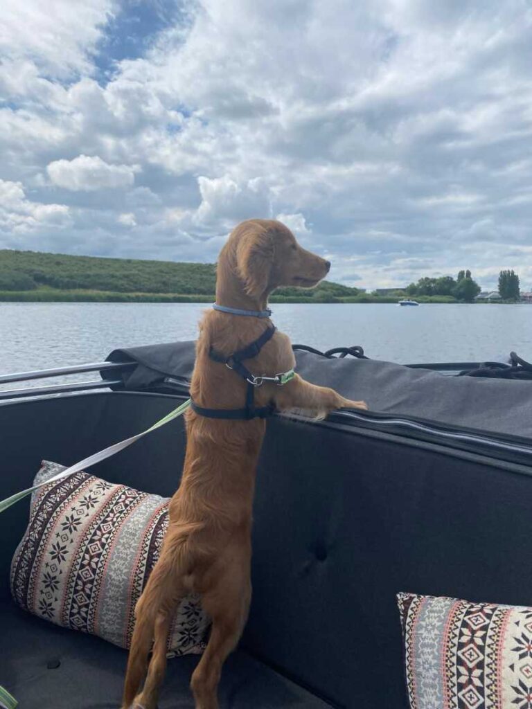 Honden ter dekking – gezonde en ervaren dekreuen beschikbaar.