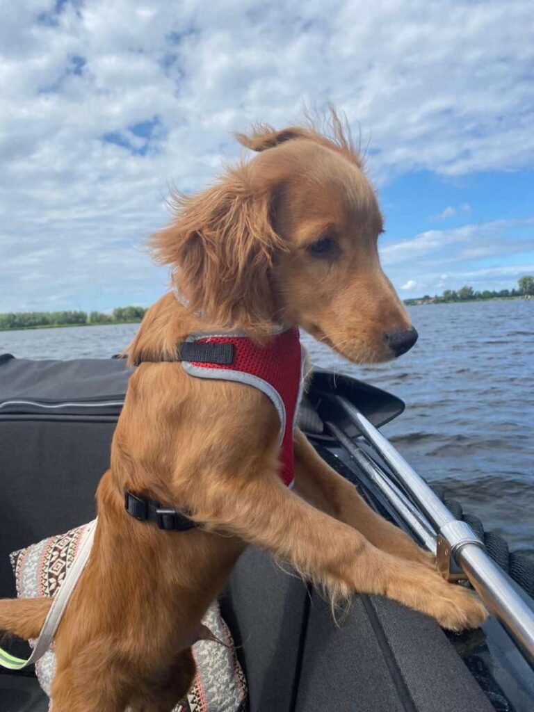 Labradoodle dekreu met hypoallergene vacht en vriendelijk karakter, klaar voor dekking aan huis.