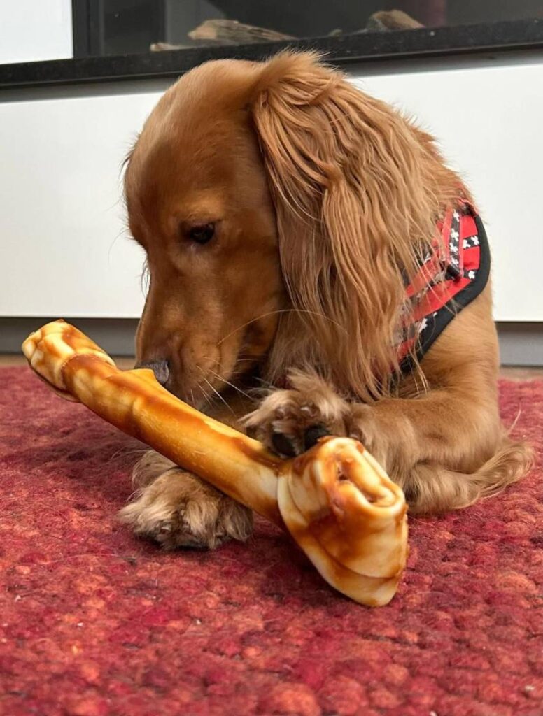 Mini Labradoodle Dekreu bij Dekreuen Aan Huis