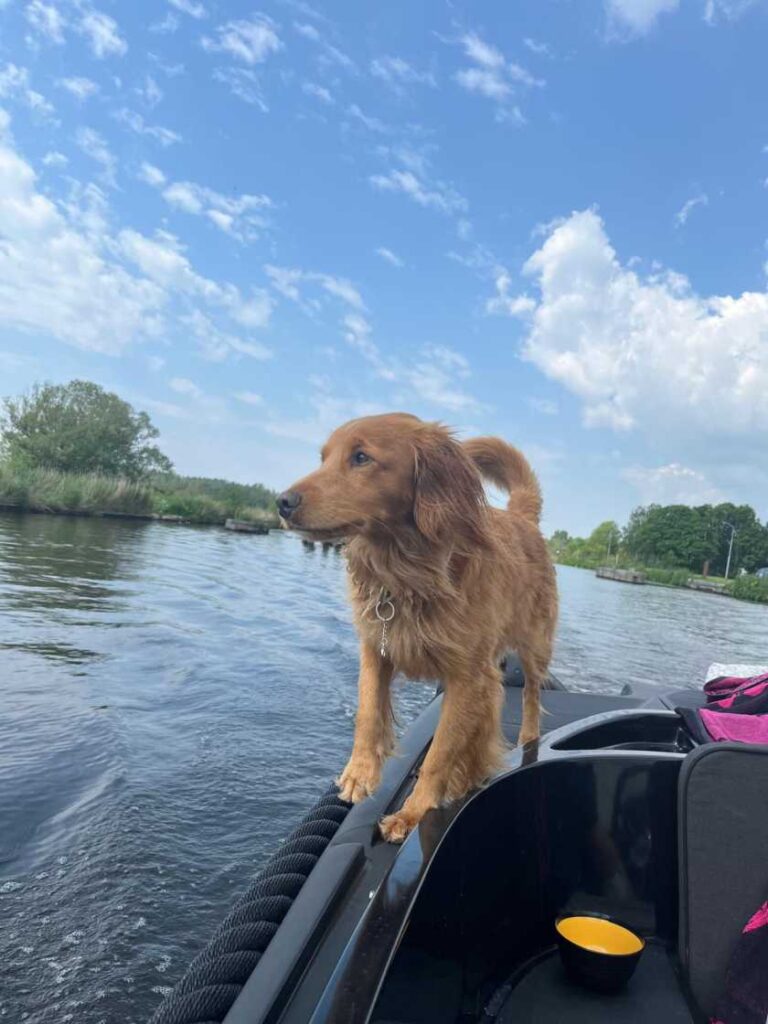 Labradoodle speelt met kinderen in de tuin