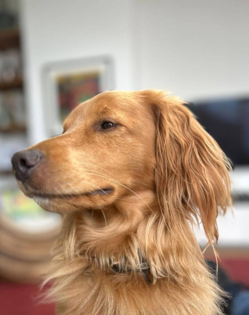 Mini Labradoodle Dekreu in Nederland bij Dekreuen Aan Huis