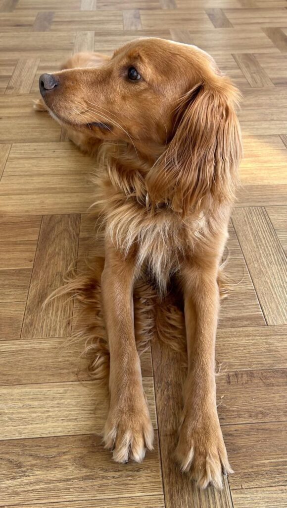 Hypoallergene Labradoodle dekreu aan huis in Delft