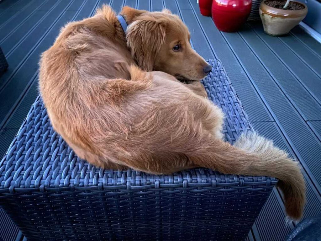 Mini Labradoodle reu dekt een teefje in een rustige tuinomgeving
