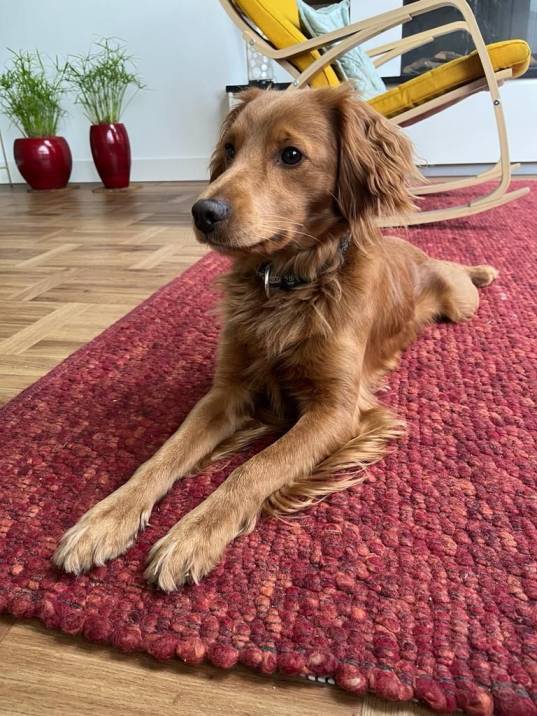 Mini Labradoodle Dekreu bij Dekreuen Aan Huis in Nijmegen