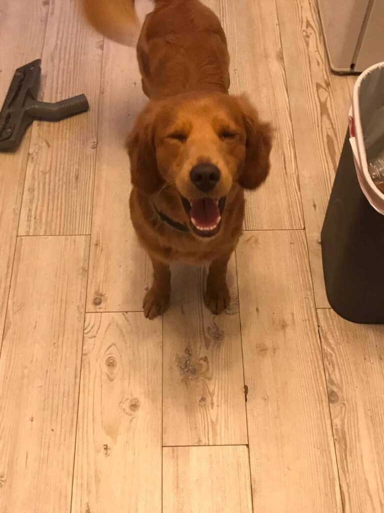 Mini Labradoodle Dekreu in Enschede bij Dekreuen Aan Huis