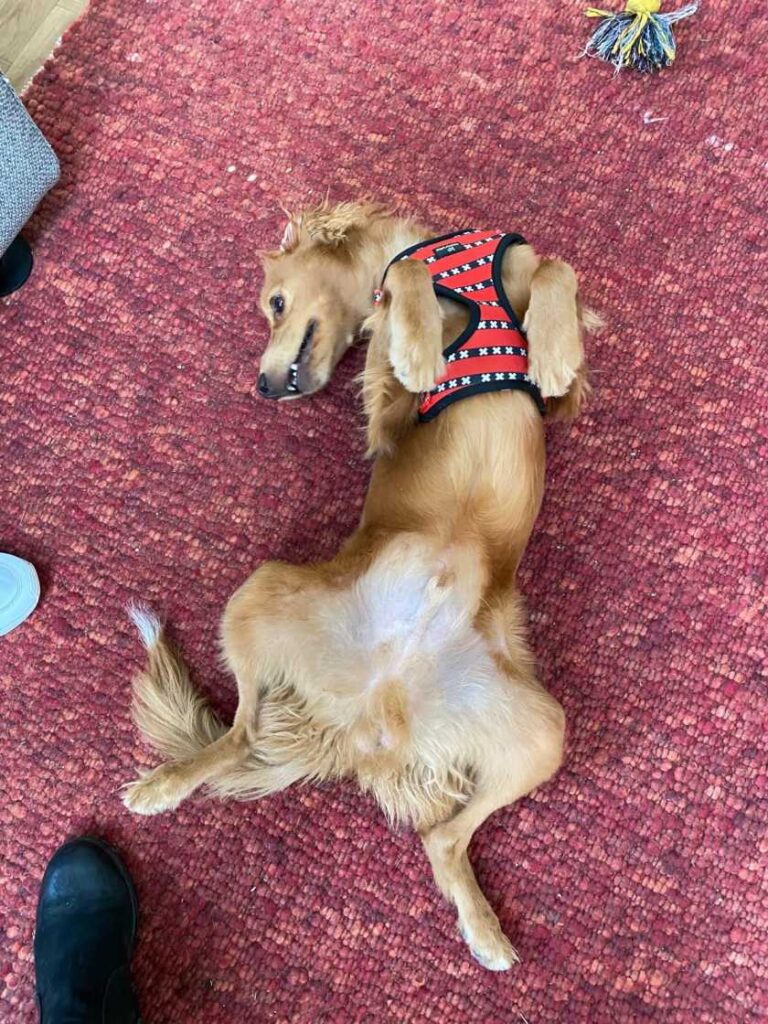 Mini Labradoodle reu bij een teefje voor een dekking thuis