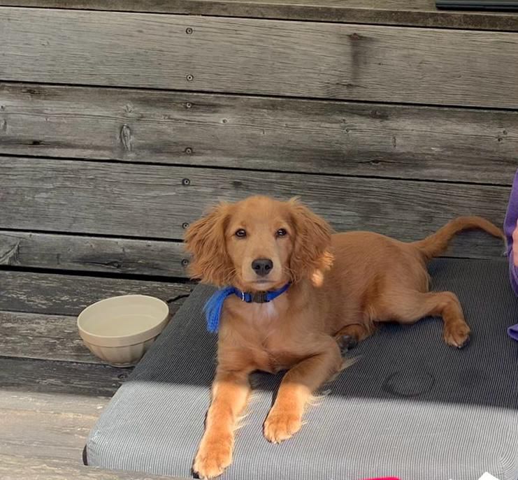 Mini Labradoodle dekreu aan huis in Haarlem tijdens dekking