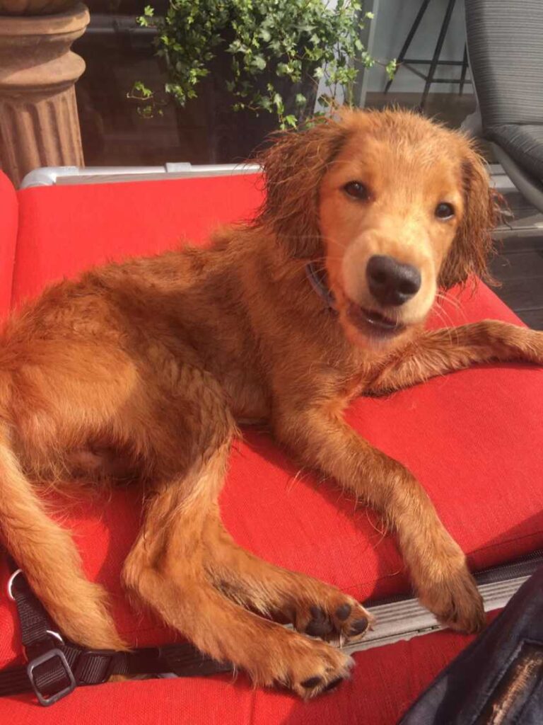 Mini Labradoodle pup tussen andere honden in het park