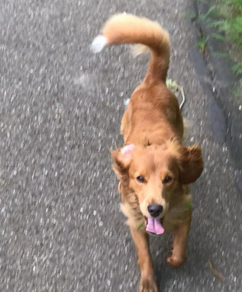 Hypoallergene Mini Labradoodle dekreu voor dekking aan huis