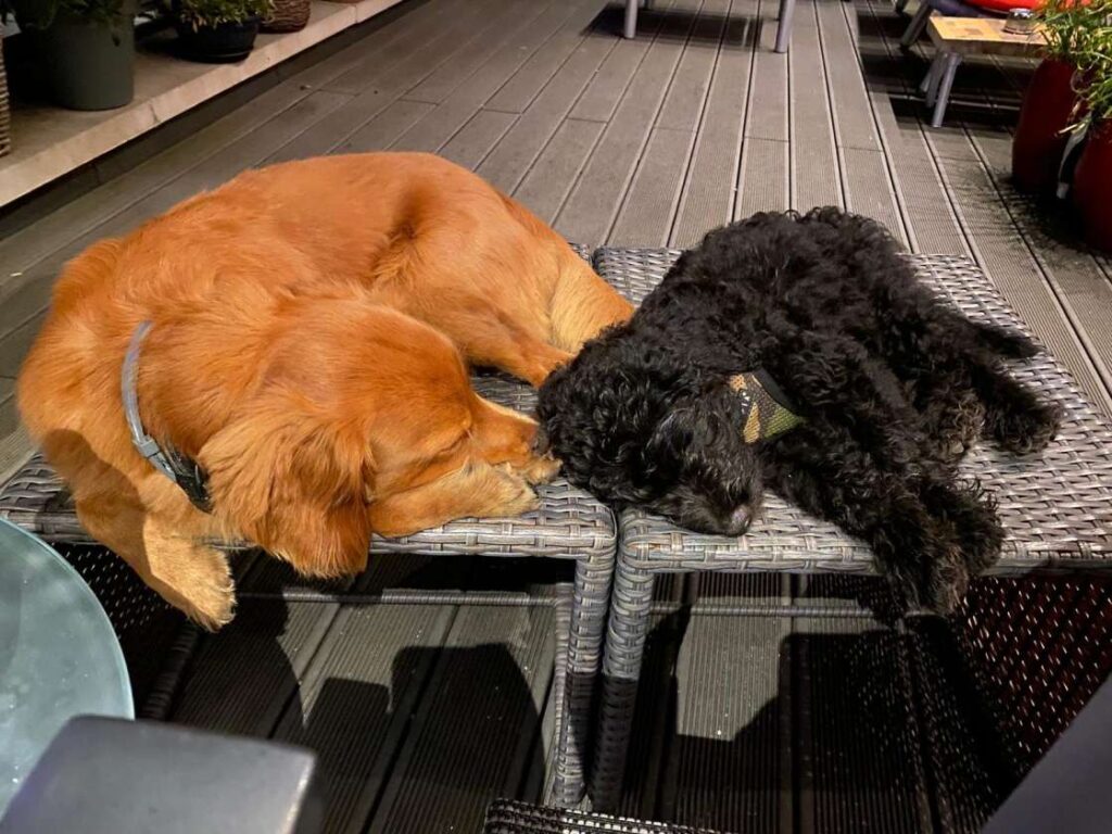 : Mini Labradoodle reu in goede gezondheid buiten in het gras